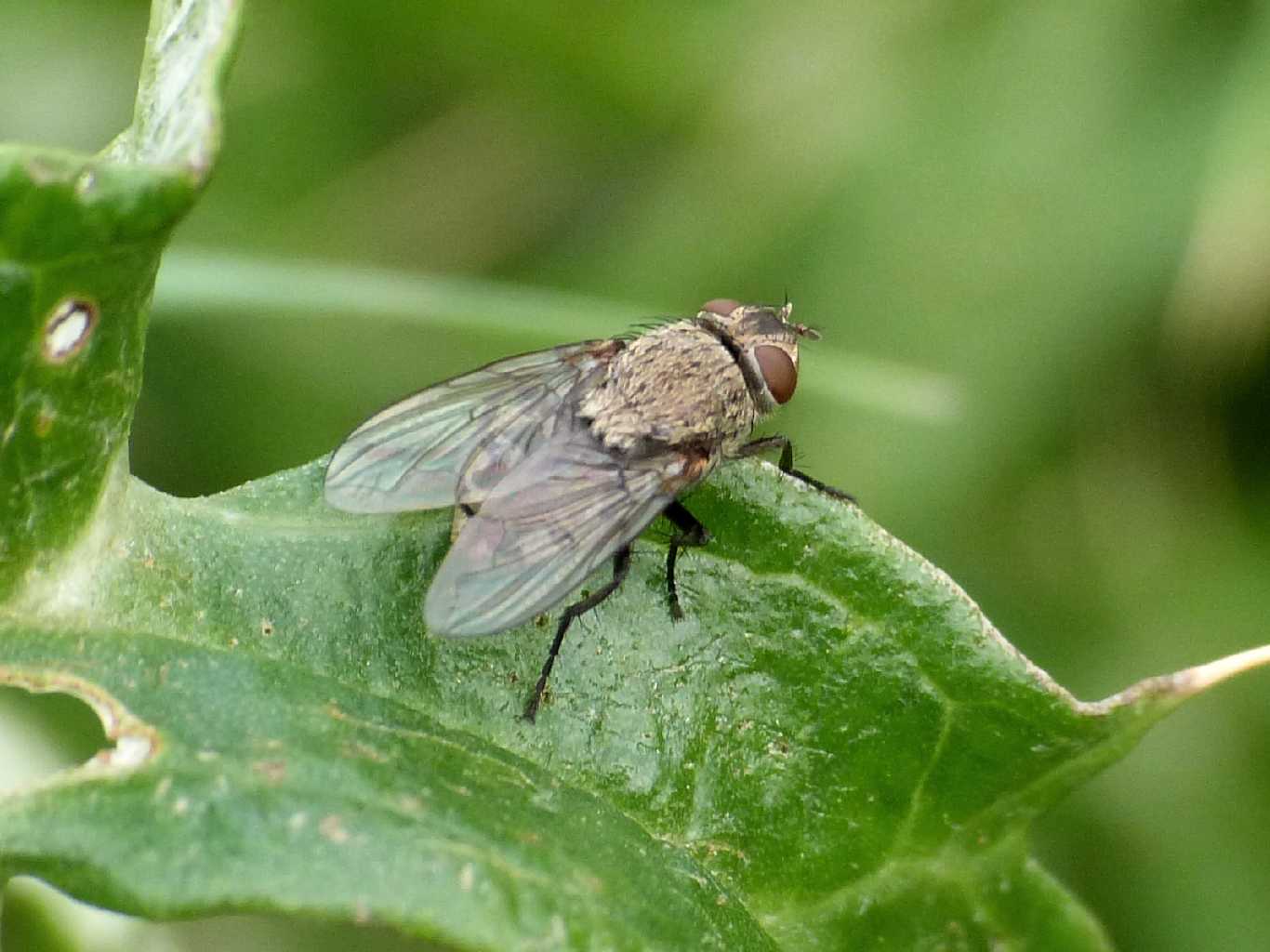 Dittero su cardo: femmina di Pollenia